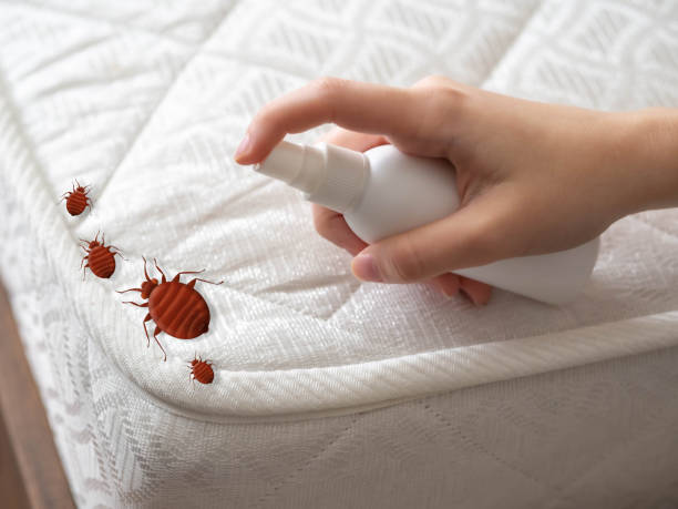 Best Insect Control  in Mullins, SC